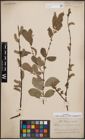 Foto von Salix cinerea L. x Salix nigricans Sm.